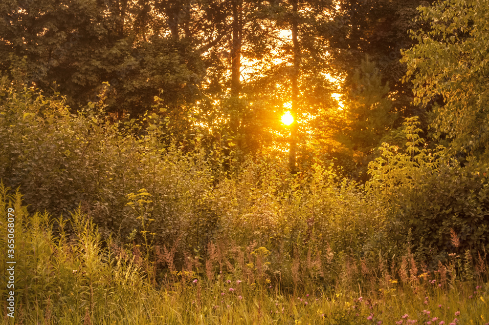forest landscape at sunset in summer forest landscape at sunset in summer
