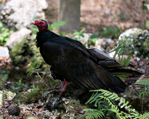 Vulture turkey bird stock photo. Image. Portrait. Picture. Close-up profile view perched on moss rocks with foliage foreground and background. Side view.