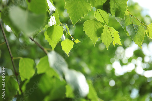 Closeup view of birch with fresh young green leaves  outdoors on spring day