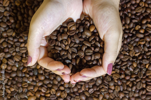 coffee beans in the hands  coffee beans in hand