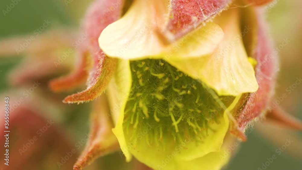 The yellow tiny stamens inside the bud of water avens