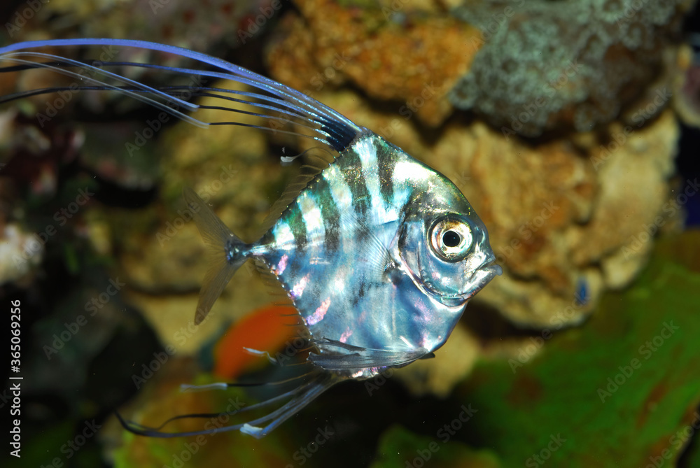 The African Pompano Alectis Ciliaris Also Known As The Pennant fish The African Pompano Alectis Ciliaris Also Known As The Pennant fish