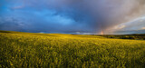 Spring rapeseed and small farmlands fields after rain evening view, cloudy sunset sky with colorful rainbow and rural hills. Natural seasonal, weather, climate,  farming, countryside beauty concept.