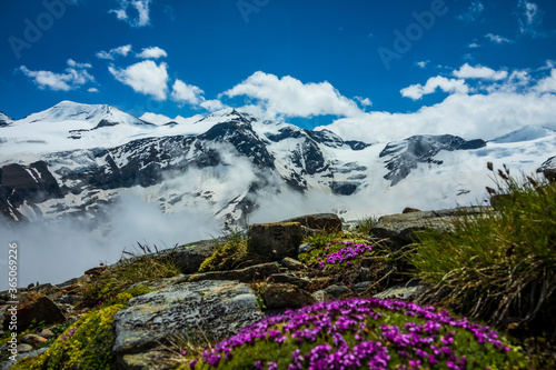mountain landscape with snow and blooming flowers in the front