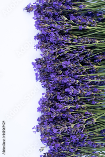 Blooming lavender flowers on the white background