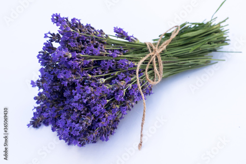 Fototapeta Naklejka Na Ścianę i Meble -  Blooming lavender flowers on the white background