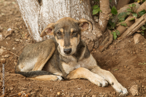 lone street dog with one eye, an animal protection concept