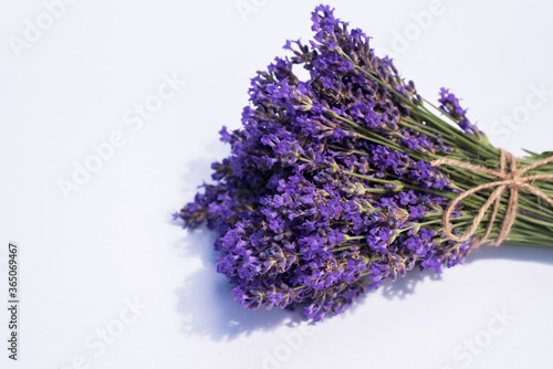 Blooming lavender flowers on the white background