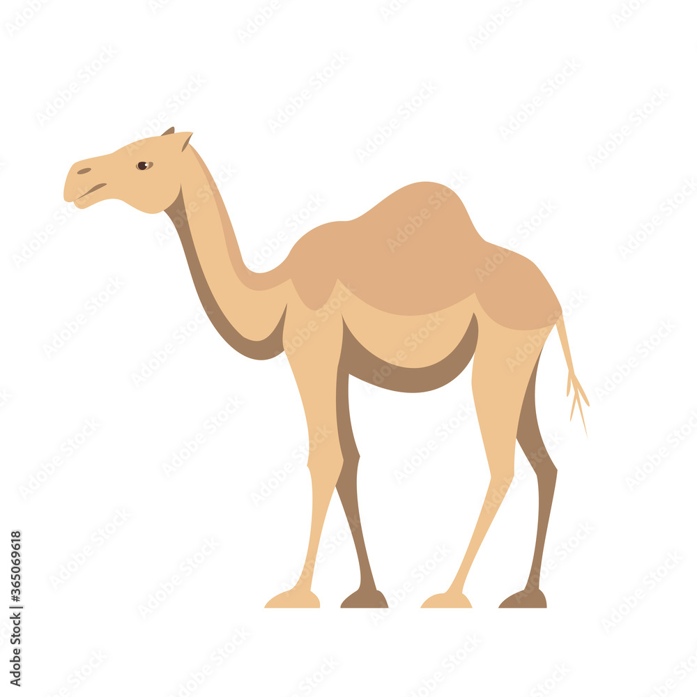 One humped camel animal of Australia in flat style isolated on white background. Stock vector illustration. One humped camel animal of Australia in flat style isolated on white background. Stock vector illustration.