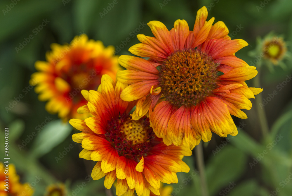 Flowers of Gaillardia on green background Flowers of Gaillardia on green background
