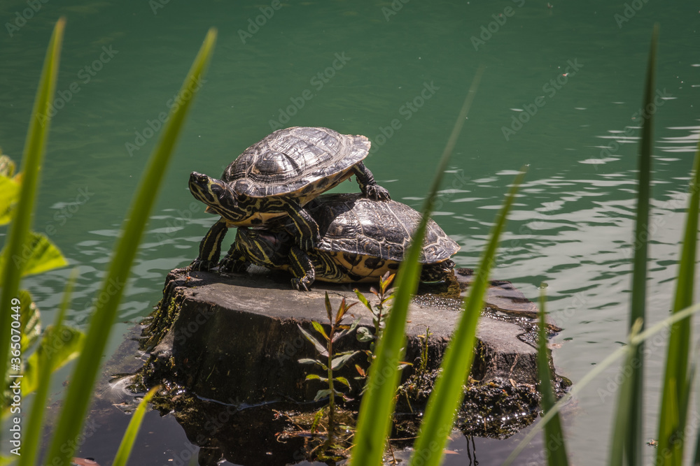 Pond slider or Trachemys tortoise sits on a stone on the shore of the pond. Trachemys scripta Pond slider or Trachemys tortoise sits on a stone on the shore of the pond. Trachemys scripta