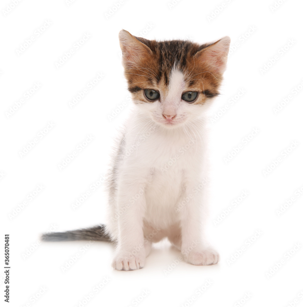 Cute little kitten on white background. Baby animal