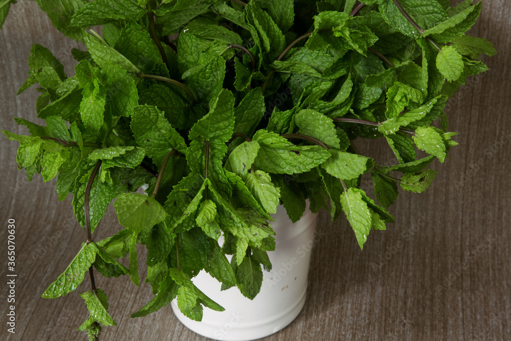 bouquet of fresh mint close up