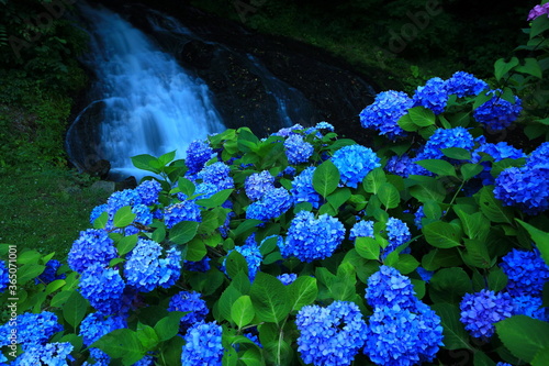 紫陽花と滝