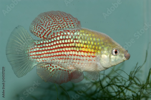 Aquarium fish. The flagfish or American flagfish (Jordanella floridae) is a pupfish native to Florida. It received its name because the male fish resembles the American flag.