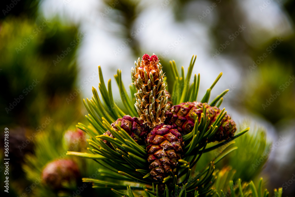 mountain pine closeup one mountain pine closeup one