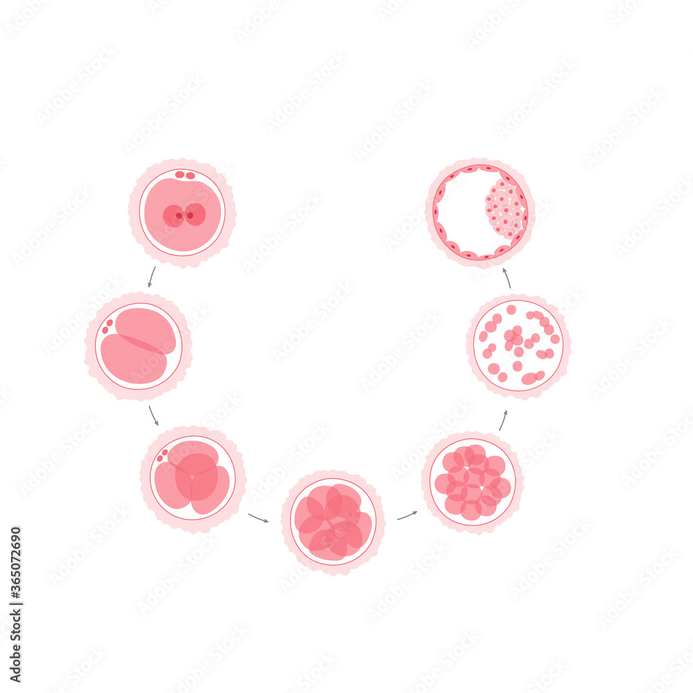 Reproductive system concept Reproductive system concept