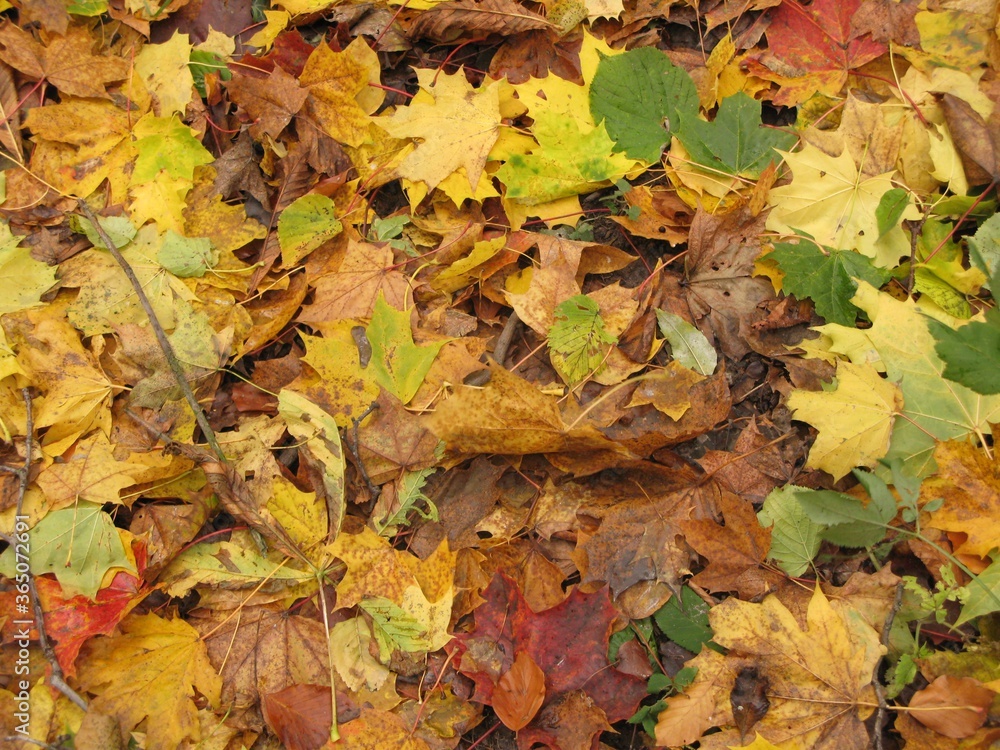 Carpet of colorful autumn leaves, mostly from Norway maple tree (Acer platanoides), Gdansk, Poland