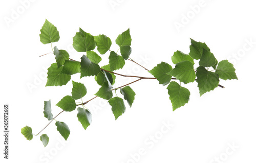 Branch of birch tree with young fresh green leaves isolated on white. Spring season