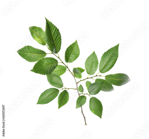 Branch of elm tree with young fresh green leaves isolated on white. Spring season