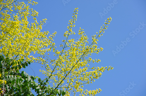 Close-up of australian acacia howittii yellow flowers photo