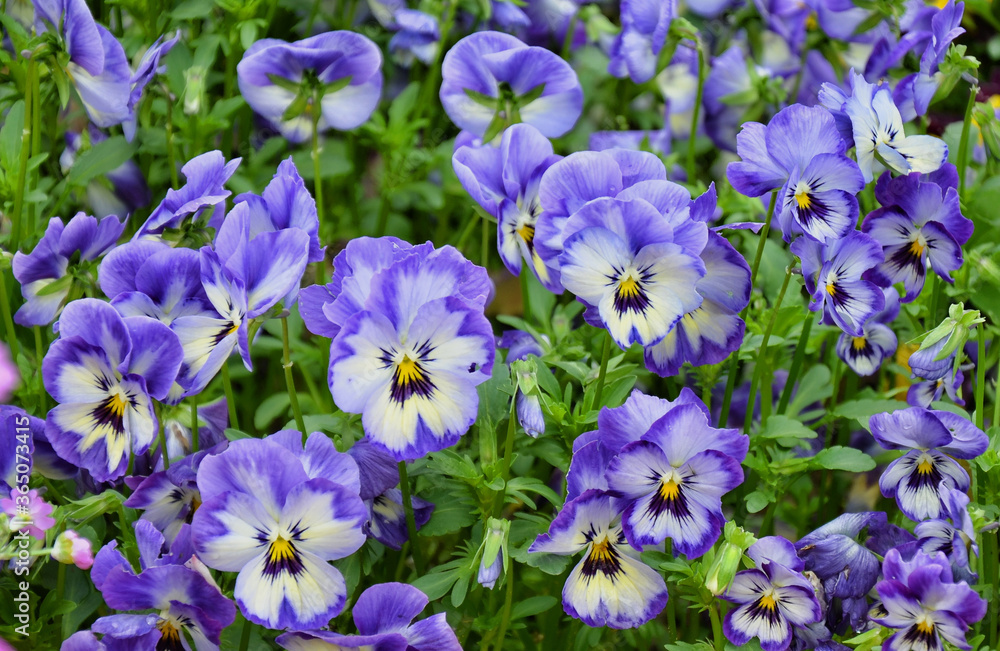 The garden pansy is a type of large-flowered hybrid plant  in the section Melanium of the genus Viola, particularly Viola tricolor, is a wildflower of Europe and western Asia known as heartsease