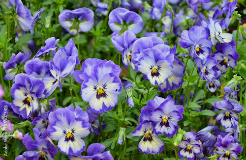 The garden pansy is a type of large-flowered hybrid plant  in the section Melanium of the genus Viola  particularly Viola tricolor  is a wildflower of Europe and western Asia known as heartsease