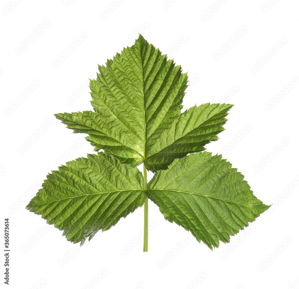 Fresh green raspberry leaves isolated on white Fresh green raspberry leaves isolated on white