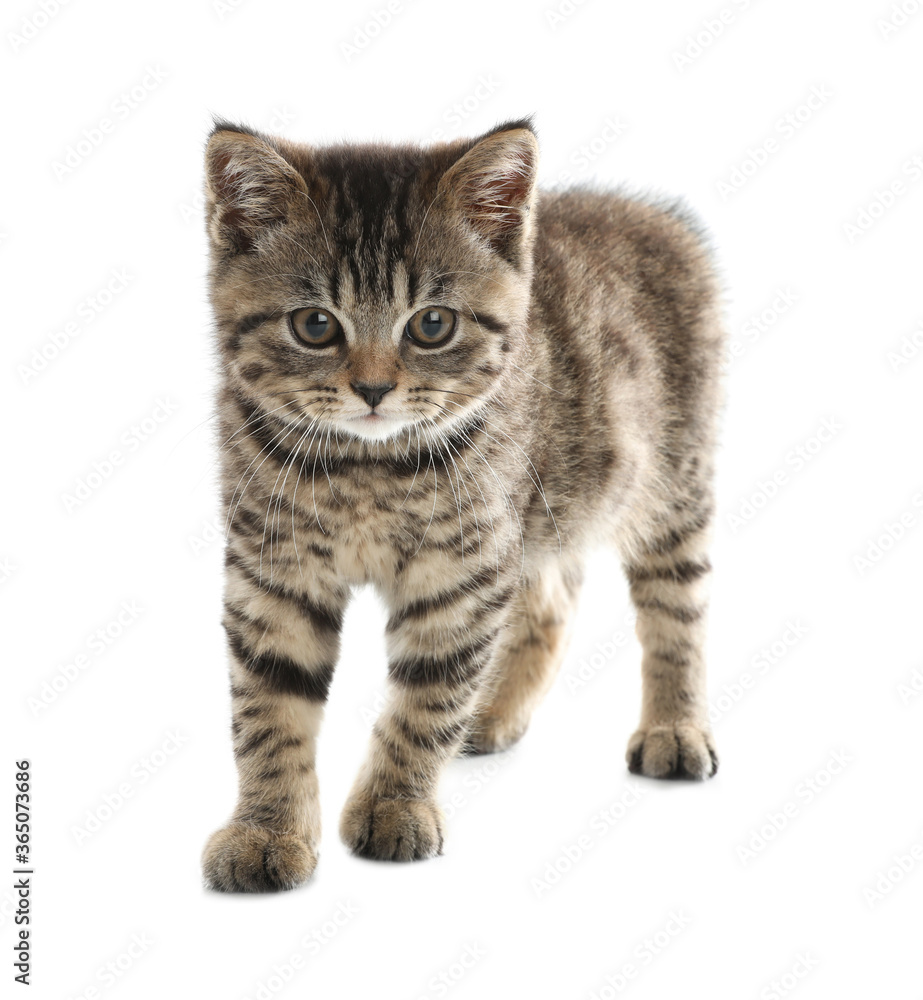 Cute tabby kitten on white background. Baby animal Cute tabby kitten on white background. Baby animal