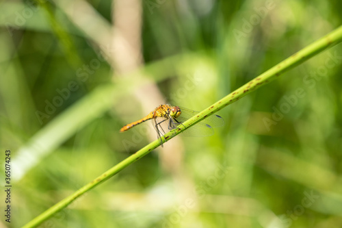 dragonfly_031