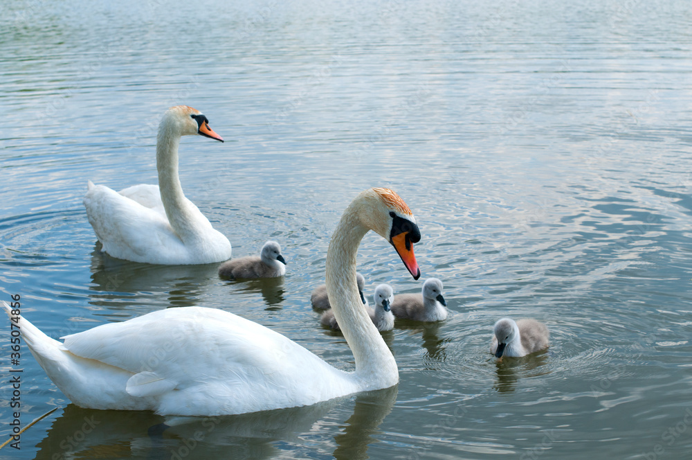 Fototapeta premium a white swan female with small swans swims in a pond