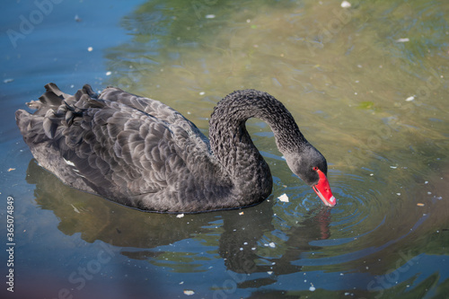 black swan swimming on the lake