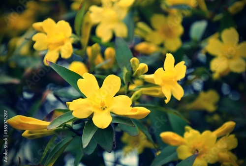Jasminum humile  the Italian jasmine or yellow jasmine  is a species of flowering plant in the family Oleaceae  native to Afghanistan  Tajikistan  Pakistan  Nepal  Myanmar and south west China 