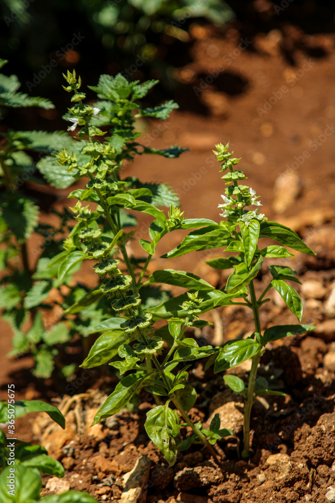 Obraz premium Basil Plant