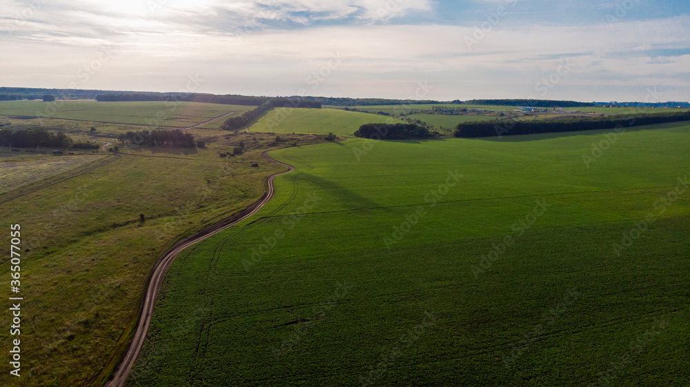 Aerial view of Summer landscape of green agricultural field with a dirt road and a forest belt at sunset, shot from a copter like a bird's-eye, Panoramic photo over the tops of fields, Drone view
