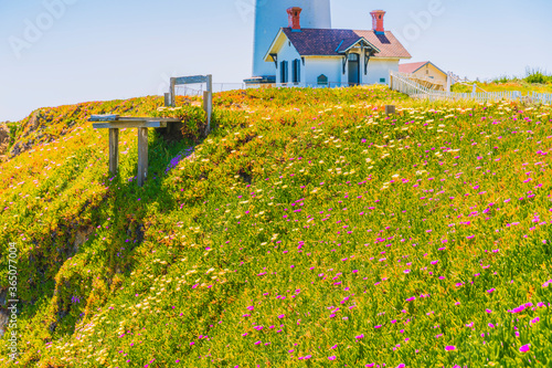 Pigeon Point Lighthouse, Landmark of Pacific Coast Highway (Highway 1) at Big Sur, surrounded with colorful wildflowers in spring time, California photo