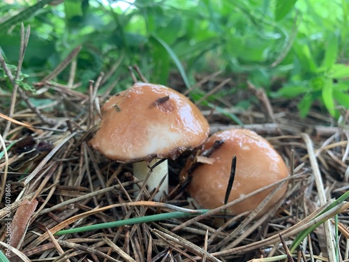 mushrooms in the green grass