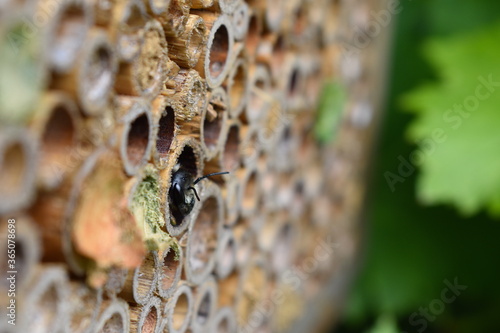 Miner also known as chimney bees smaller than honey ones have furry black and yellow body. They are friendly non aggressive typically do not sting or bite They are very important to flower pollination photo