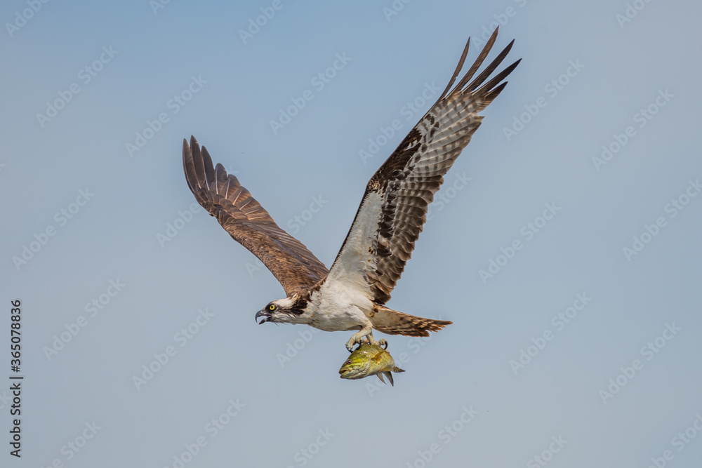 Obraz premium osprey