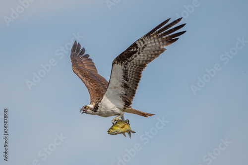 osprey