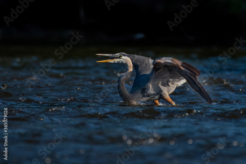 great blue heron