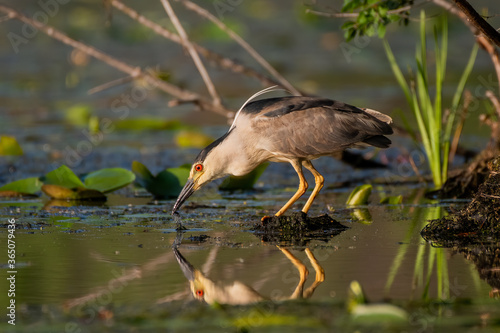 black-crowned night heron