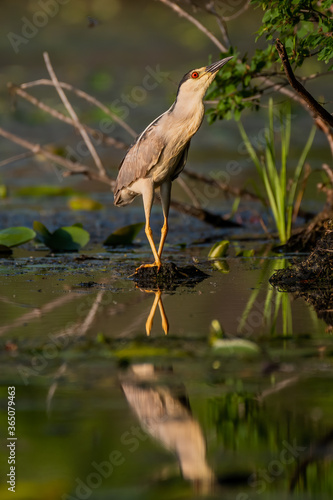 black-crowned night heron