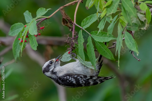 downy woodpecker