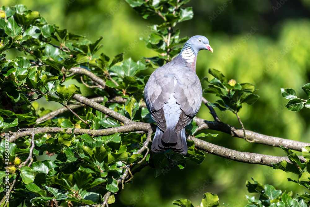 Fototapeta premium Common Wood Pigeon (Columba palumbus)