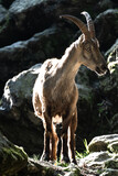Female Alpine Ibex (Capra ibex)