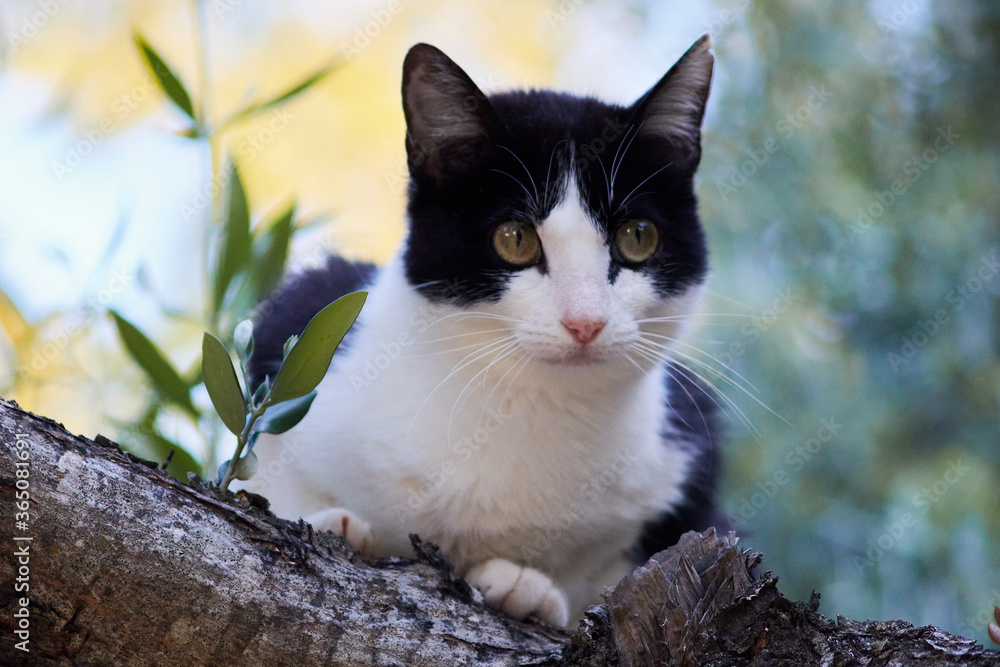 Gato Gato
