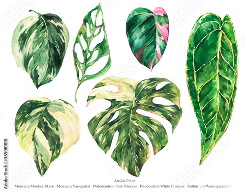 Watercolor set of aroid home plants. Botanical illustration, tropical summer green leaves photo