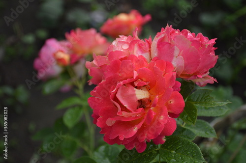 A closeup of bright pink blooming roses in a garden on a summer day