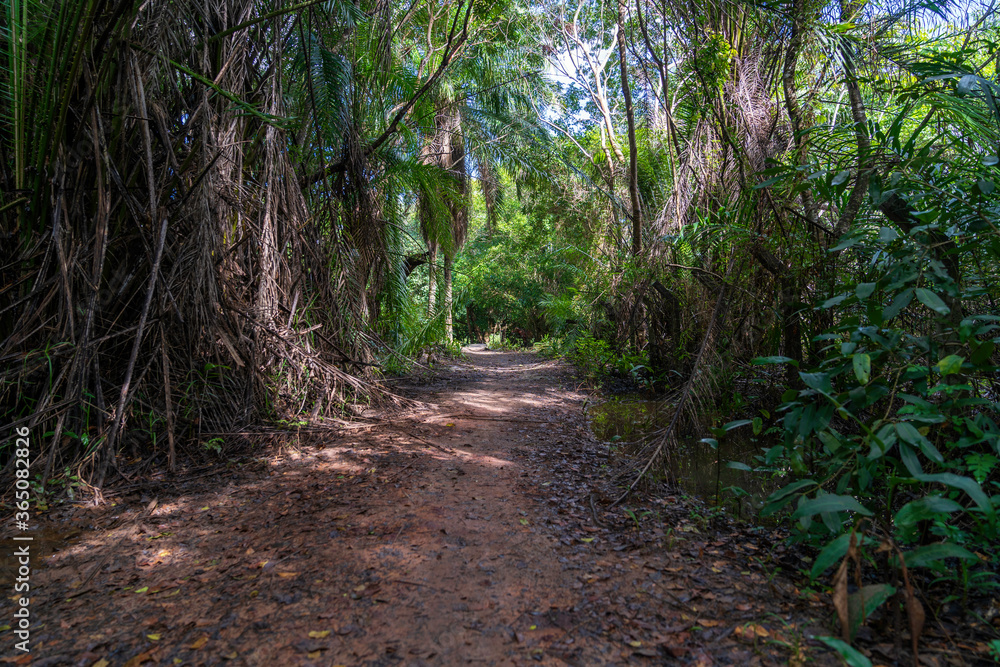 Amazing path surrounded by vegetation in a forest. Magical florest Amazing path surrounded by vegetation in a forest. Magical florest